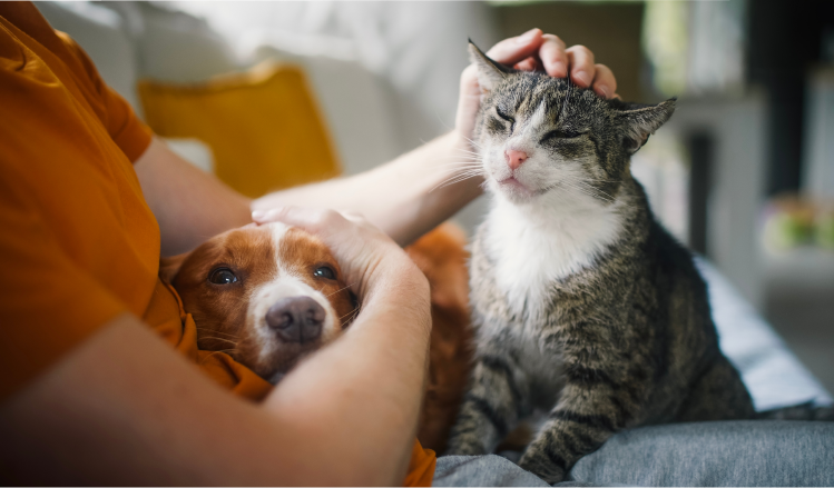 Dog and Cat their owners lap.